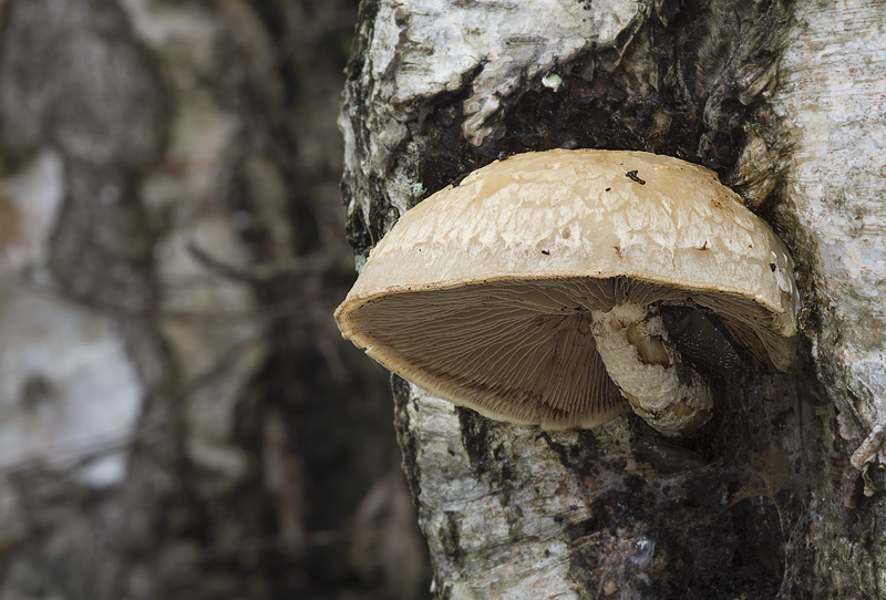 Hemipholiota heteroclita